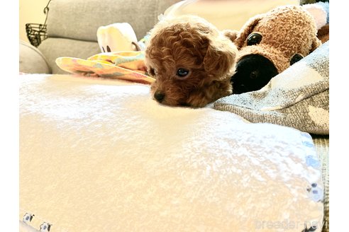 成約済の岩手県のティーカッププードル-328133の3枚目