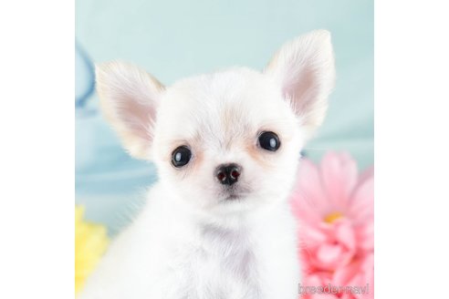 成約済の茨城県のチワワ(ロングコート)-337080