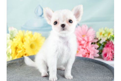 成約済の茨城県のチワワ(ロングコート)-337080の5枚目