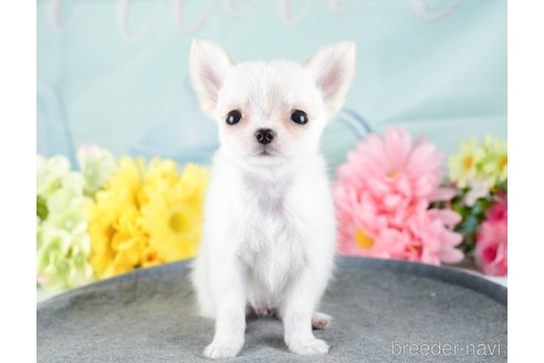 成約済の茨城県のチワワ(ロングコート)-337080の3枚目