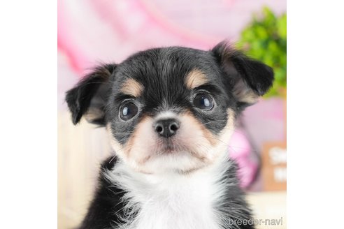 成約済の茨城県のチワワ(ロングコート)-337081の1枚目