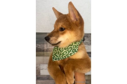 成約済の茨城県の柴犬-337084の3枚目