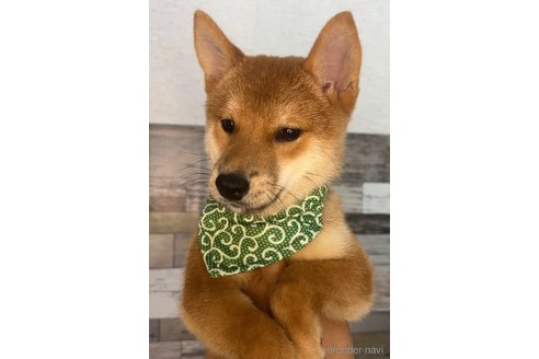 成約済の茨城県の柴犬-337084の1枚目