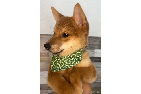 成約済の茨城県の柴犬-337084の4枚目