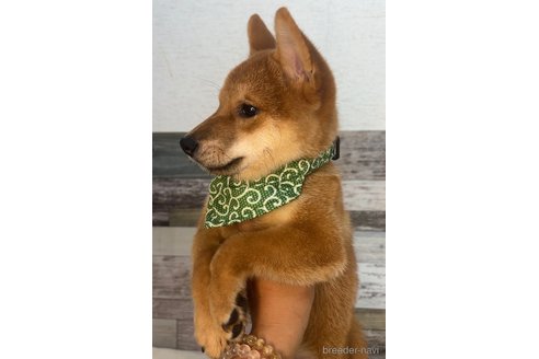 成約済の茨城県の柴犬-337084の5枚目
