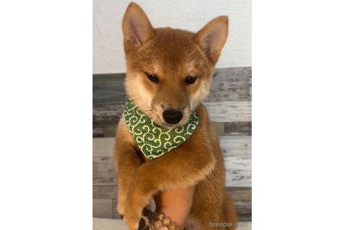 成約済の茨城県の柴犬-337084の2枚目