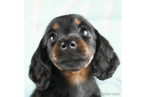 成約済の茨城県のミニチュアダックスフンド(ロングヘアード)-337095の5枚目