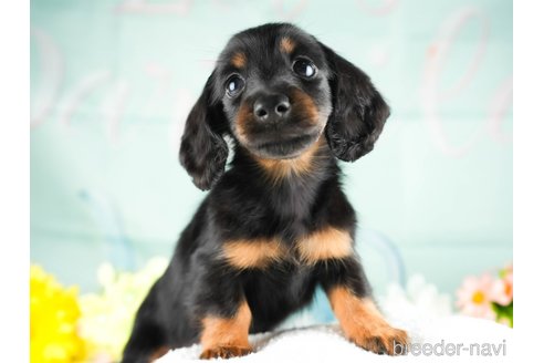 成約済の茨城県のミニチュアダックスフンド(ロングヘアード)-337095の6枚目