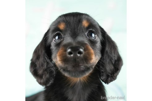 成約済の茨城県のミニチュアダックスフンド(ロングヘアード)-337095の1枚目