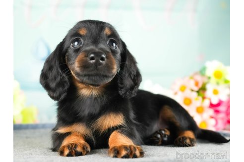 成約済の茨城県のミニチュアダックスフンド(ロングヘアード)-337095の3枚目