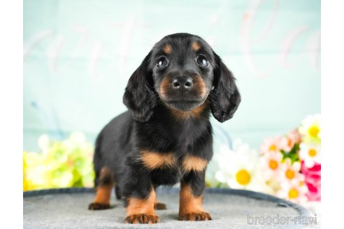 成約済の茨城県のミニチュアダックスフンド(ロングヘアード)-337095の2枚目