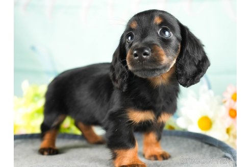成約済の茨城県のミニチュアダックスフンド(ロングヘアード)-337095の4枚目