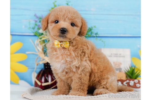 成約済の神奈川県のマルプー:マルチーズ×トイプードル-337096の5枚目