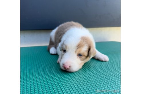 成約済の山梨県のオーストラリアンシェパード-331584の7枚目