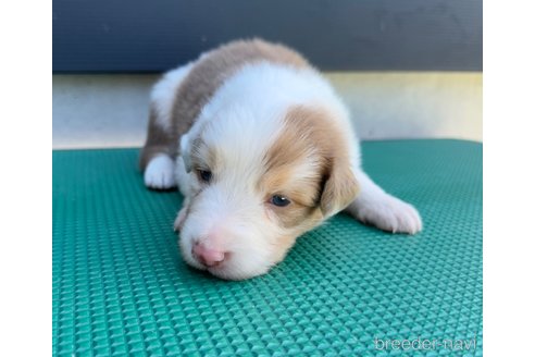 成約済の山梨県のオーストラリアンシェパード-331584の5枚目