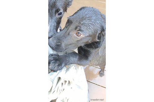 成約済の千葉県のミックス犬-328528の4枚目