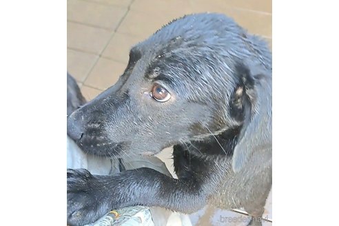 成約済の千葉県のミックス犬-328528の5枚目