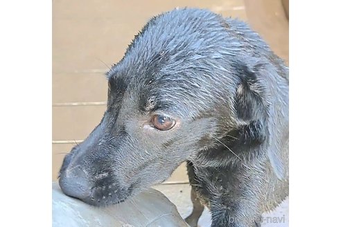 成約済の千葉県のミックス犬-328528の2枚目