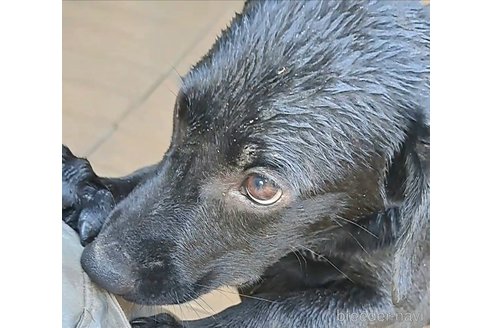 成約済の千葉県のミックス犬-328528の3枚目
