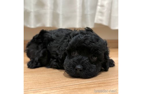 成約済の兵庫県のタイニープードル-337109の5枚目