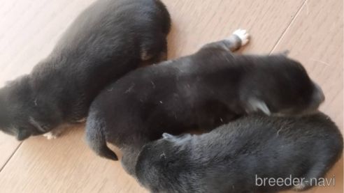 成約済の千葉県の柴犬-337117の9枚目