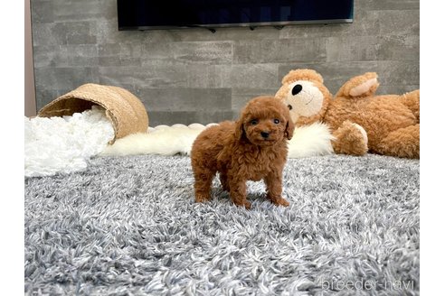 成約済の滋賀県のティーカッププードル-337118の5枚目