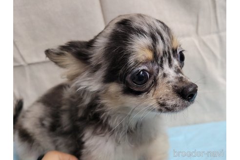 成約済の神奈川県のミックス犬-337159の21枚目