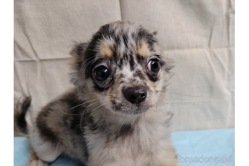 成約済の神奈川県のミックス犬-337159の20枚目