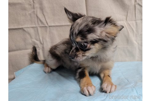 成約済の神奈川県のミックス犬-337159の18枚目