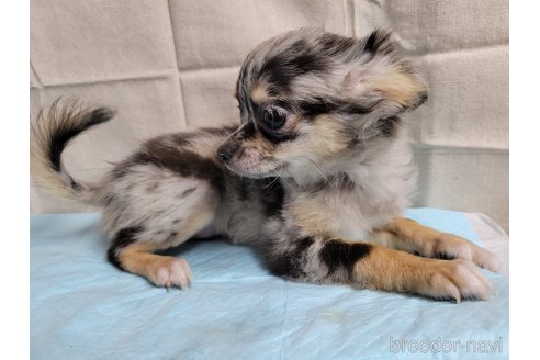 成約済の神奈川県のミックス犬-337159の15枚目