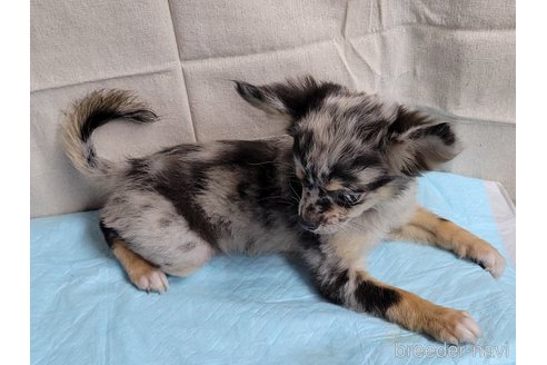 成約済の神奈川県のミックス犬-337159の12枚目