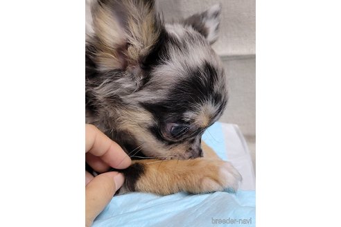 成約済の神奈川県のミックス犬-337159の11枚目