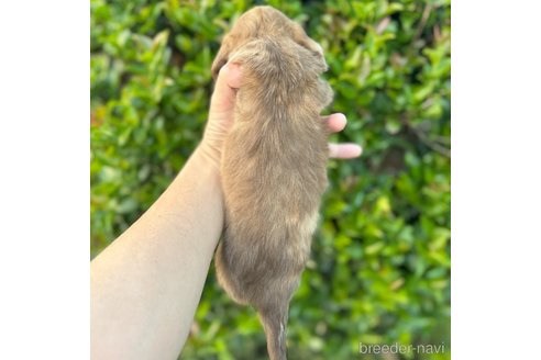 成約済の福岡県のミニチュアダックスフンド(ロングヘアード)-337163の7枚目