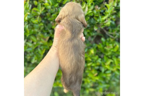 成約済の福岡県のミニチュアダックスフンド(ロングヘアード)-337165の5枚目