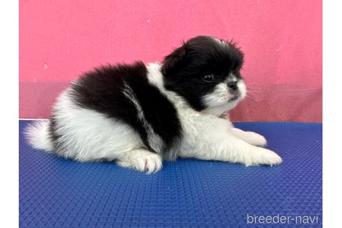 成約済の栃木県のミックス犬-337175の2枚目