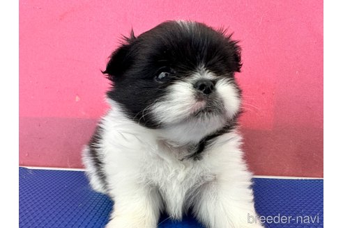成約済の栃木県のミックス犬-337175の5枚目