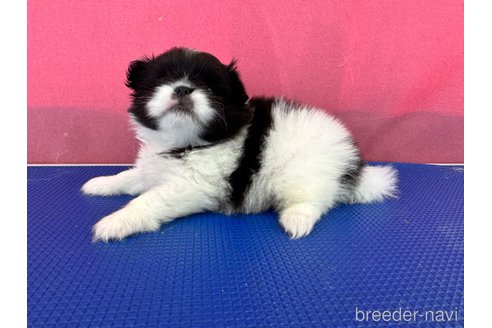 成約済の栃木県のミックス犬-337175の6枚目