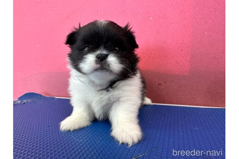 成約済の栃木県のミックス犬-337175の7枚目