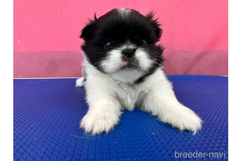 成約済の栃木県のミックス犬-337175の10枚目