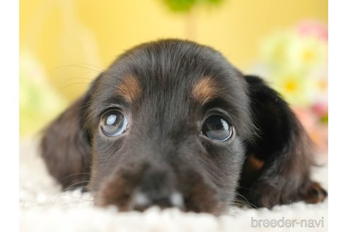 成約済の茨城県のミニチュアダックスフンド(ロングヘアード)-337200の3枚目