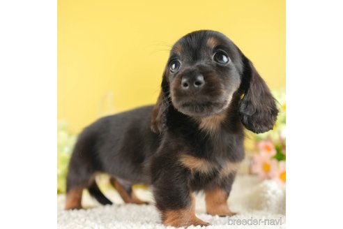 成約済の茨城県のミニチュアダックスフンド(ロングヘアード)-337200の4枚目