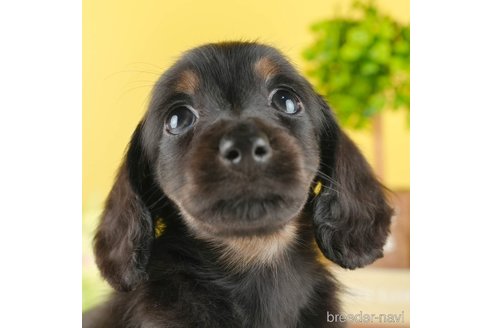 成約済の茨城県のミニチュアダックスフンド(ロングヘアード)-337200の1枚目