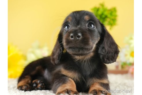 成約済の茨城県のミニチュアダックスフンド(ロングヘアード)-337200の5枚目