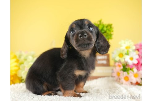 成約済の茨城県のミニチュアダックスフンド(ロングヘアード)-337200の6枚目