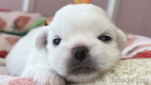 成約済の広島県のミックス犬-337205の5枚目