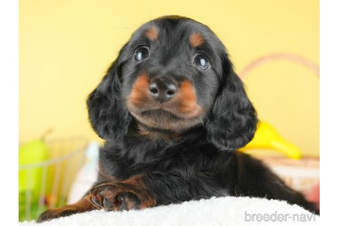 成約済の茨城県のミニチュアダックスフンド(ロングヘアード)-337209の6枚目