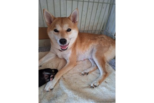 のの柴犬-