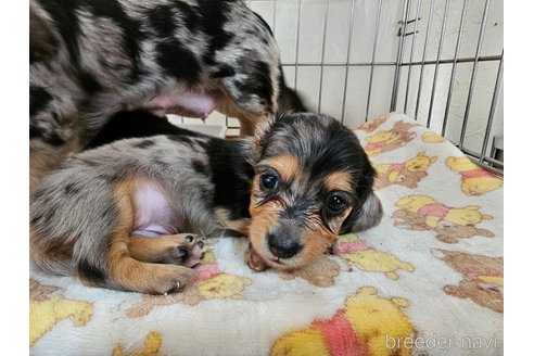 成約済の愛知県のミニチュアダックスフンド(ロングヘアード)-337219の2枚目