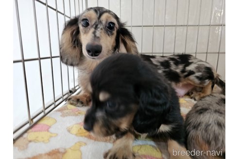 アズリーちゃん1枚目