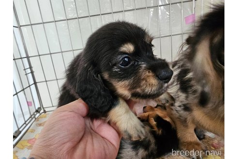 成約済の愛知県のミニチュアダックスフンド(ロングヘアード)-337220の8枚目